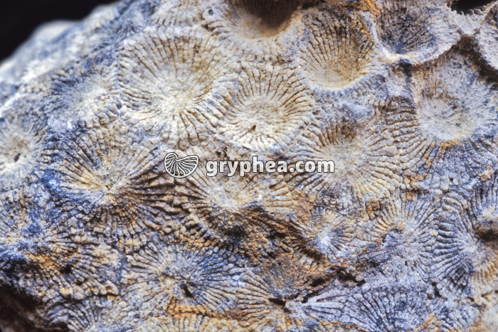 Polypiers fossiles - gryphea.com